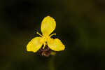 Carolina yelloweyed grass